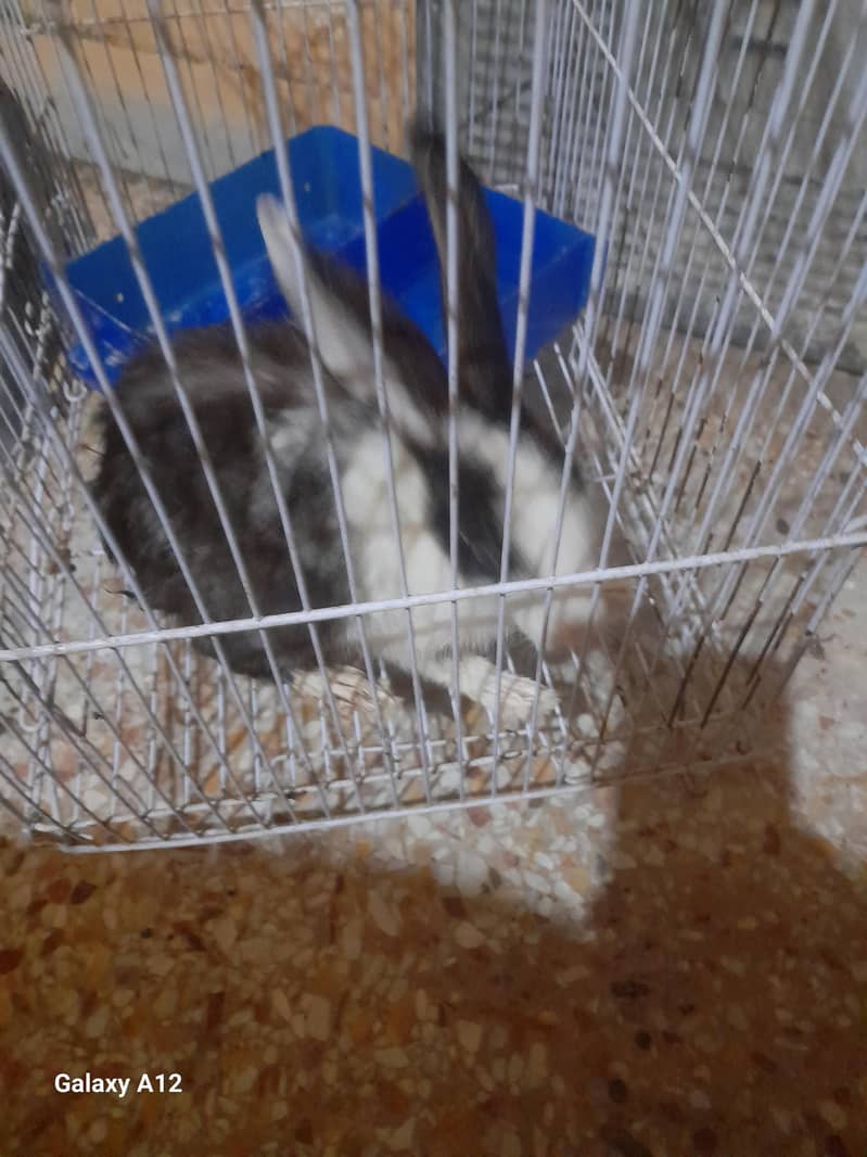 rabbit with cage 2