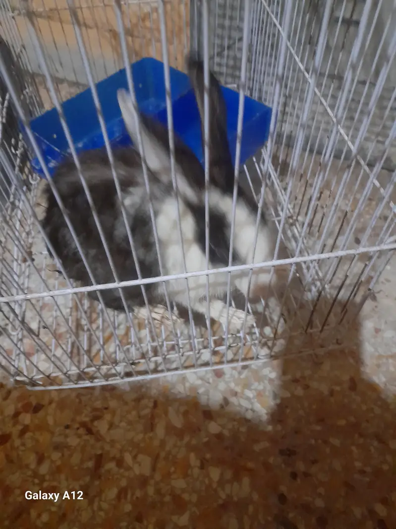rabbit with cage — photo 3
