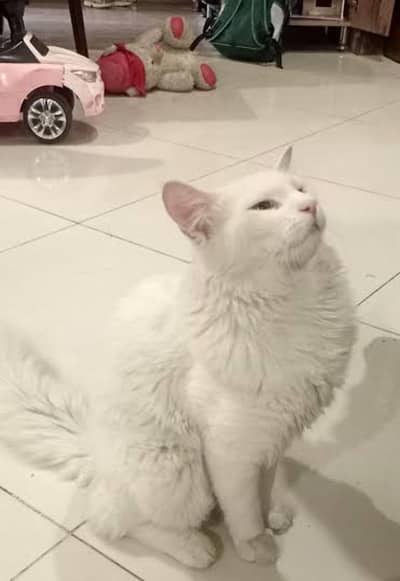 parsian cat available