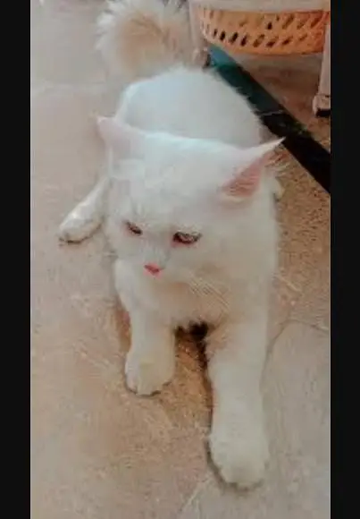 parsian cat available — photo 2