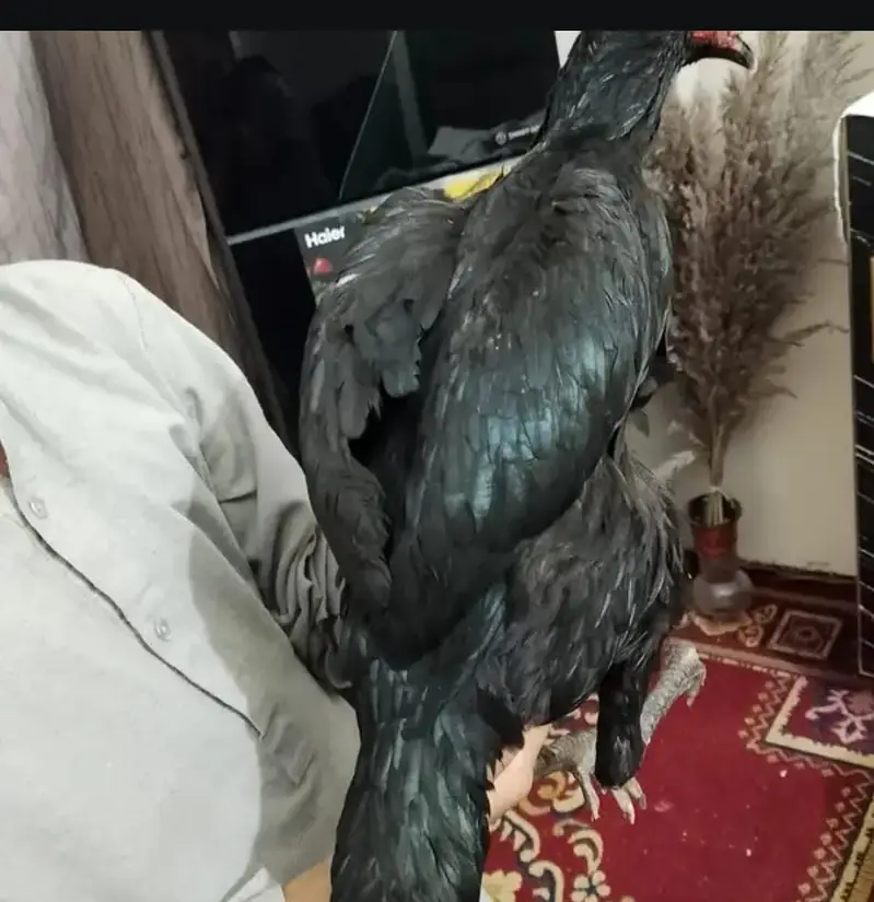 hint madi aseel murghi — photo 3