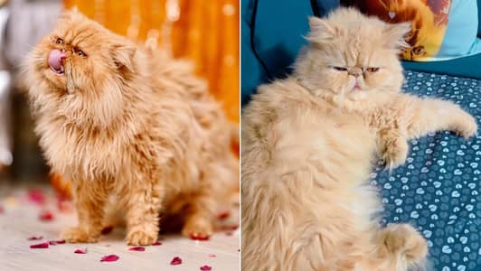 Pair Peki/ Extreme Punch Fluffy cats available