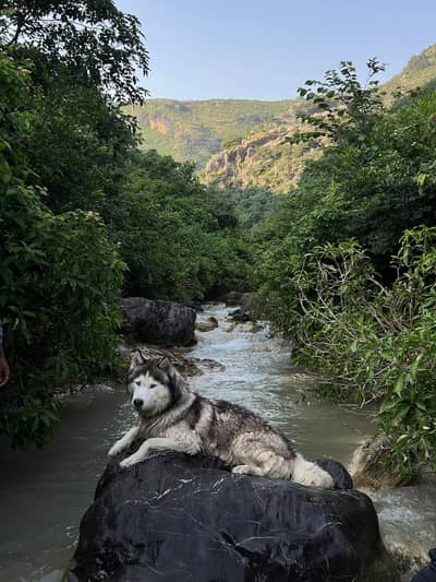 Male Siberian Husky Available for Breeding