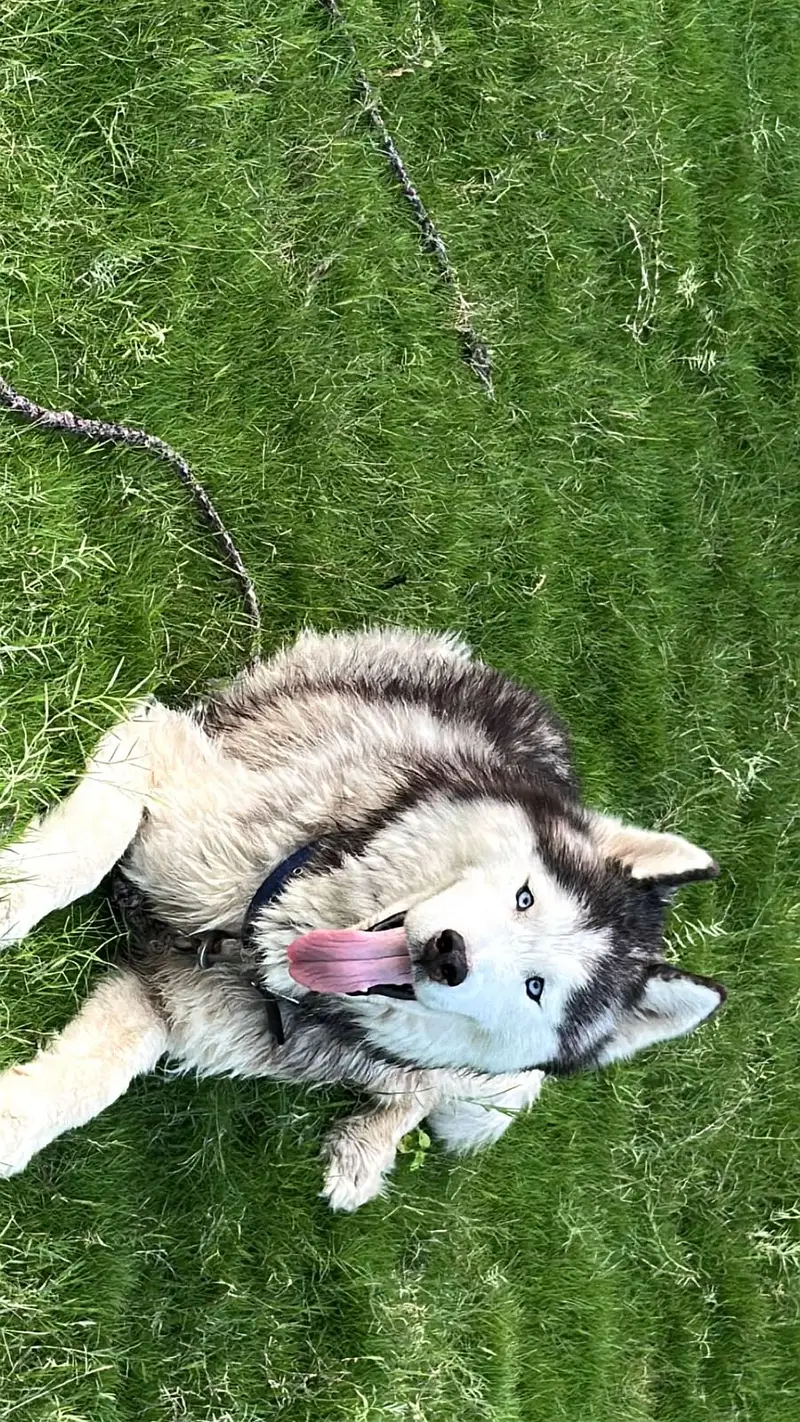 Male Siberian Husky Available for Breeding — photo 2