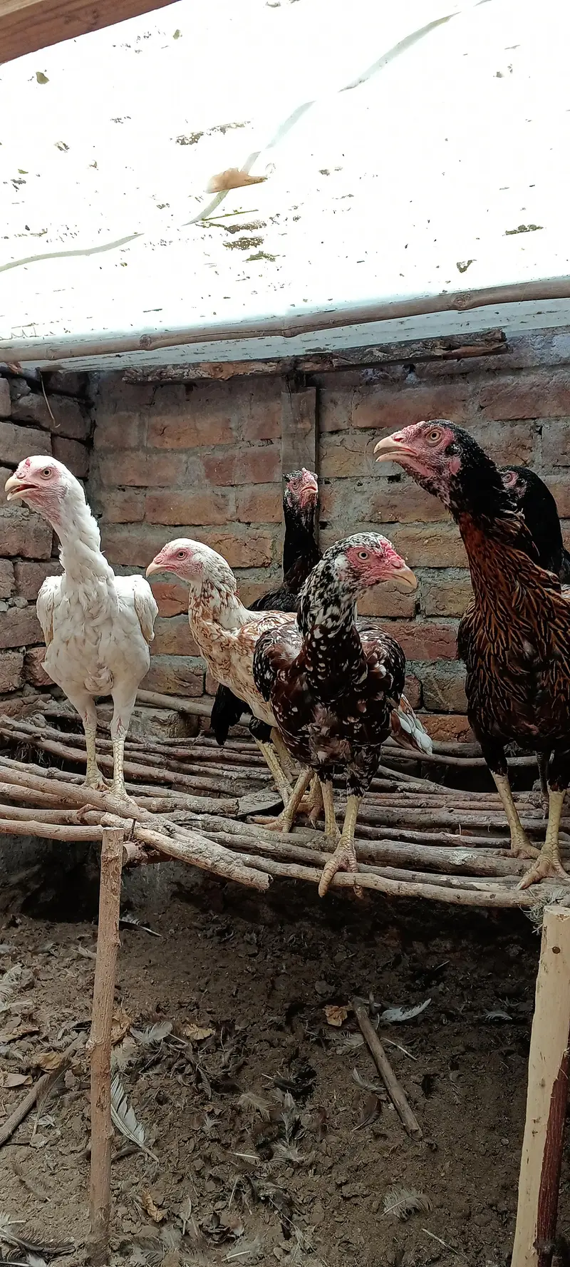 Mianwali Aseel Nasli Egg Laying Murgiyan — photo 5