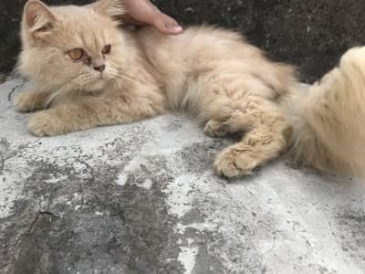 Persian cat | Persain pair | Triple coated | fown color | cats