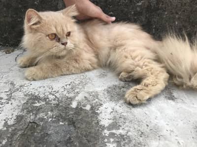 Persian cat | Persain pair | Triple coated | fown color | cats
