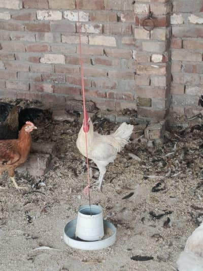 5 Month Old Healthy Male | Vaccinated