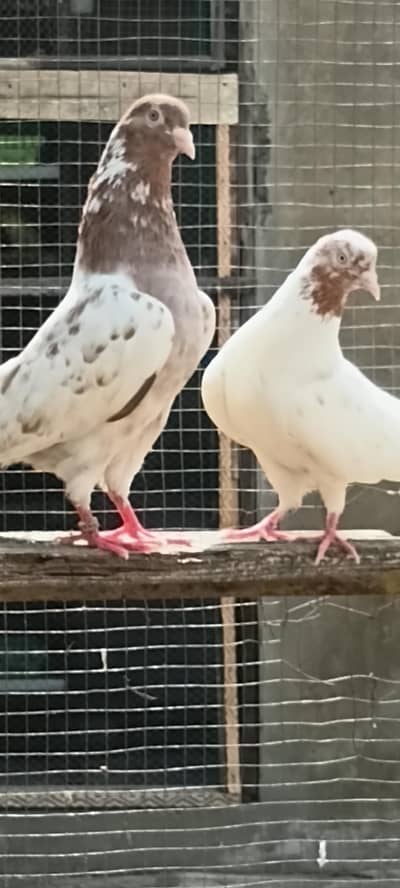 galwa pair or kasuri pair for sale 03324749662