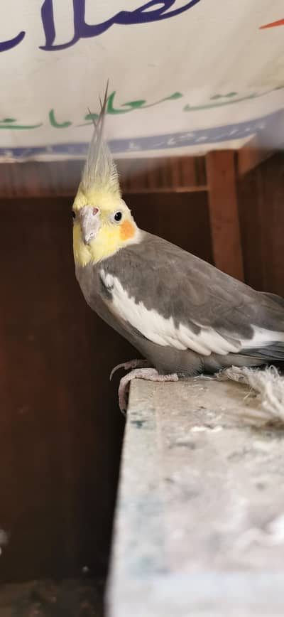 Urgent sale breeding box free