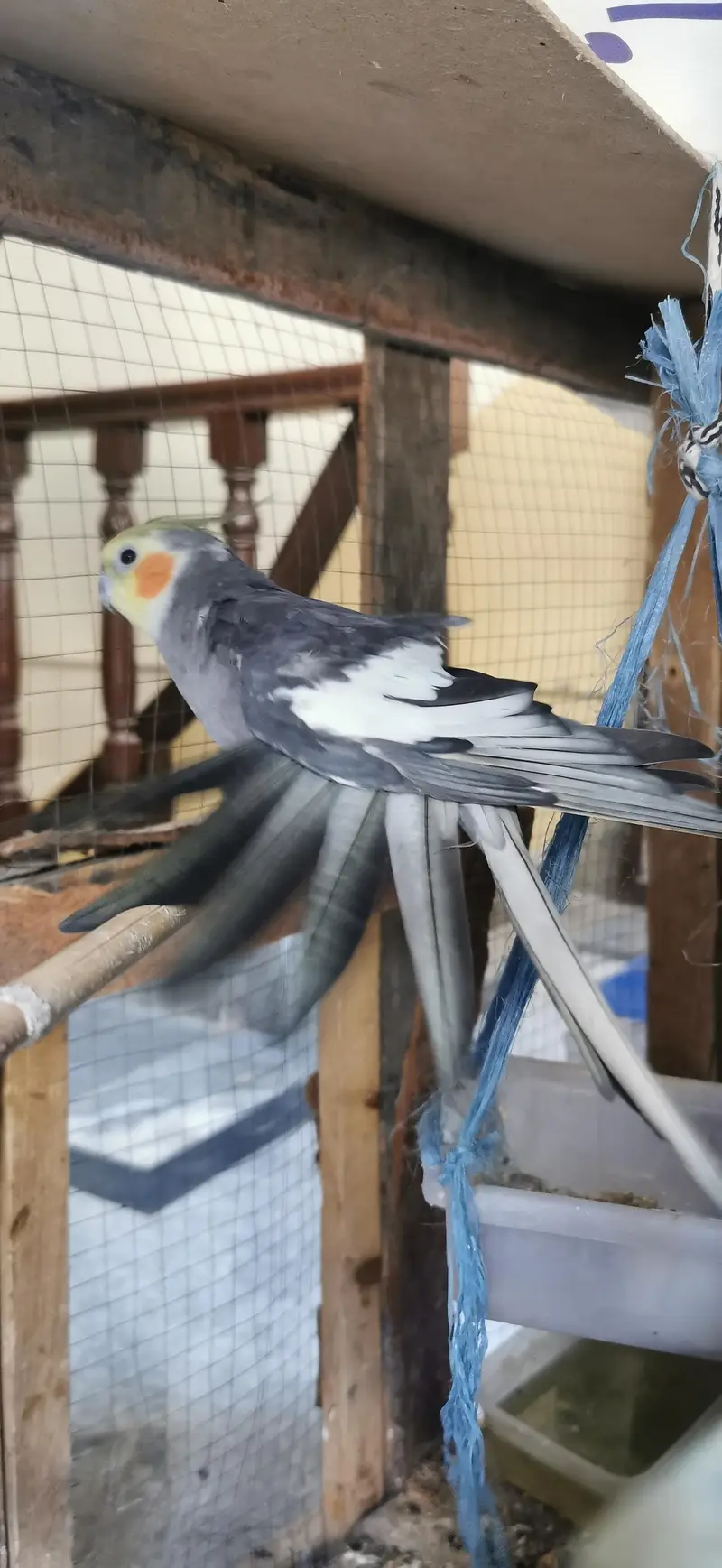 Urgent sale breeding box free — photo 2