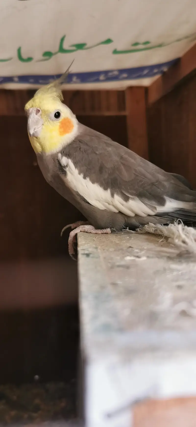 Urgent sale breeding box free — photo 5
