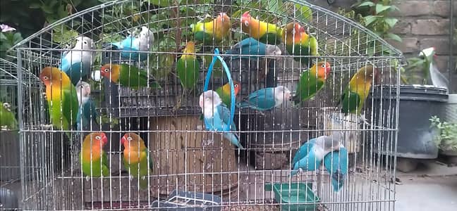 Healty and Active Love birds for sale