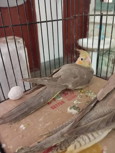 Cocktail Or Budgie For Sale Or Exchange Possible
