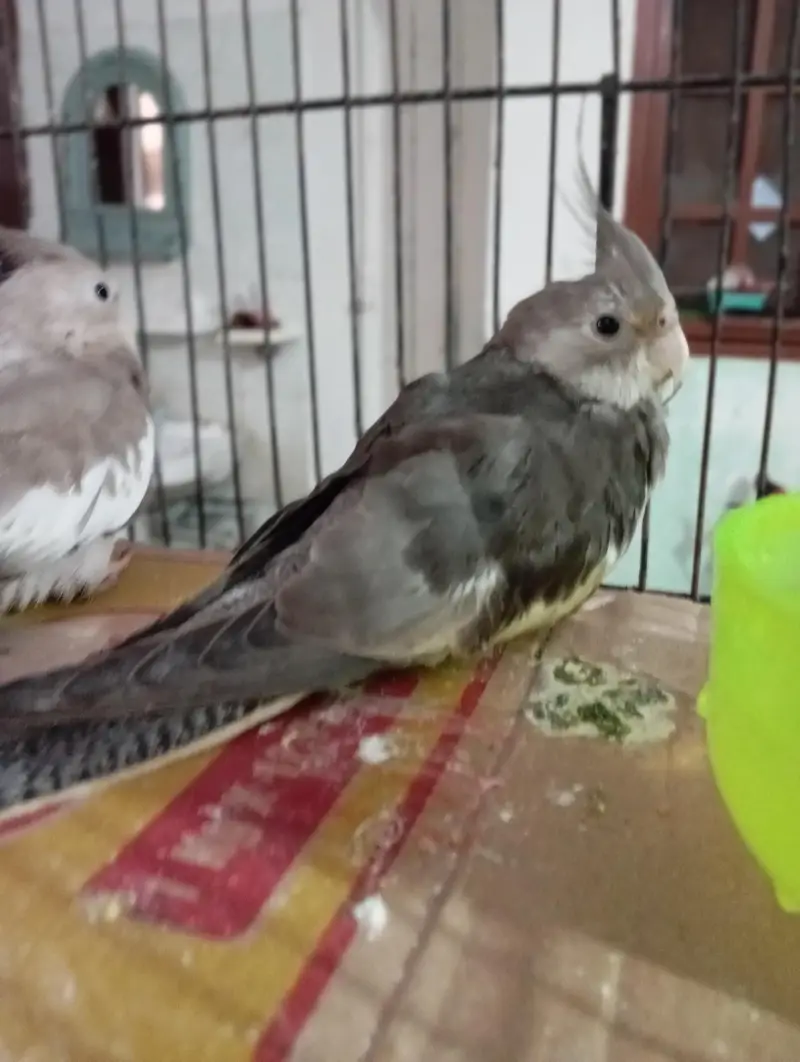 Cocktail Or Budgie For Sale Or Exchange Possible — photo 2