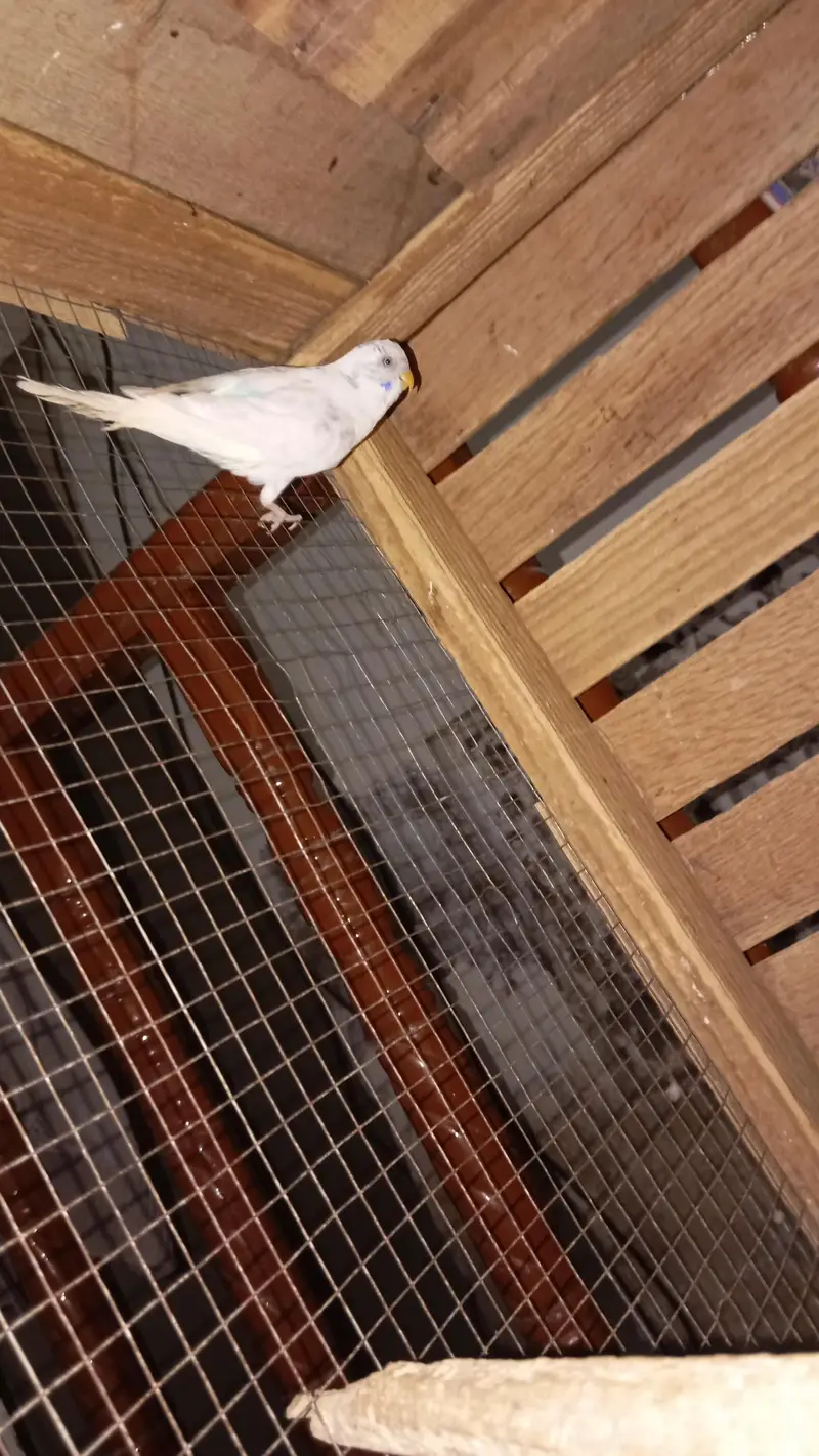 Cocktail Or Budgie For Sale Or Exchange Possible — photo 3