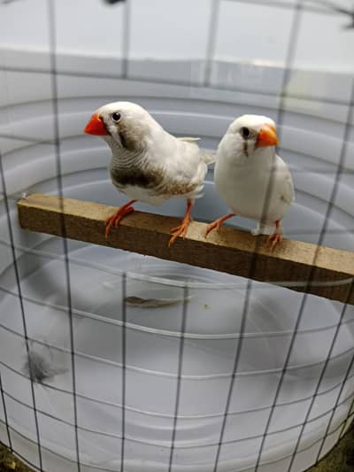 zebra finches