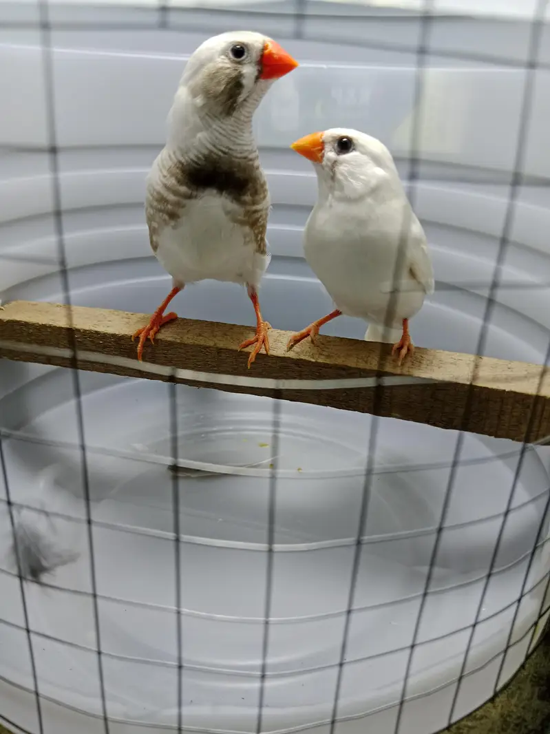zebra finches — photo 2