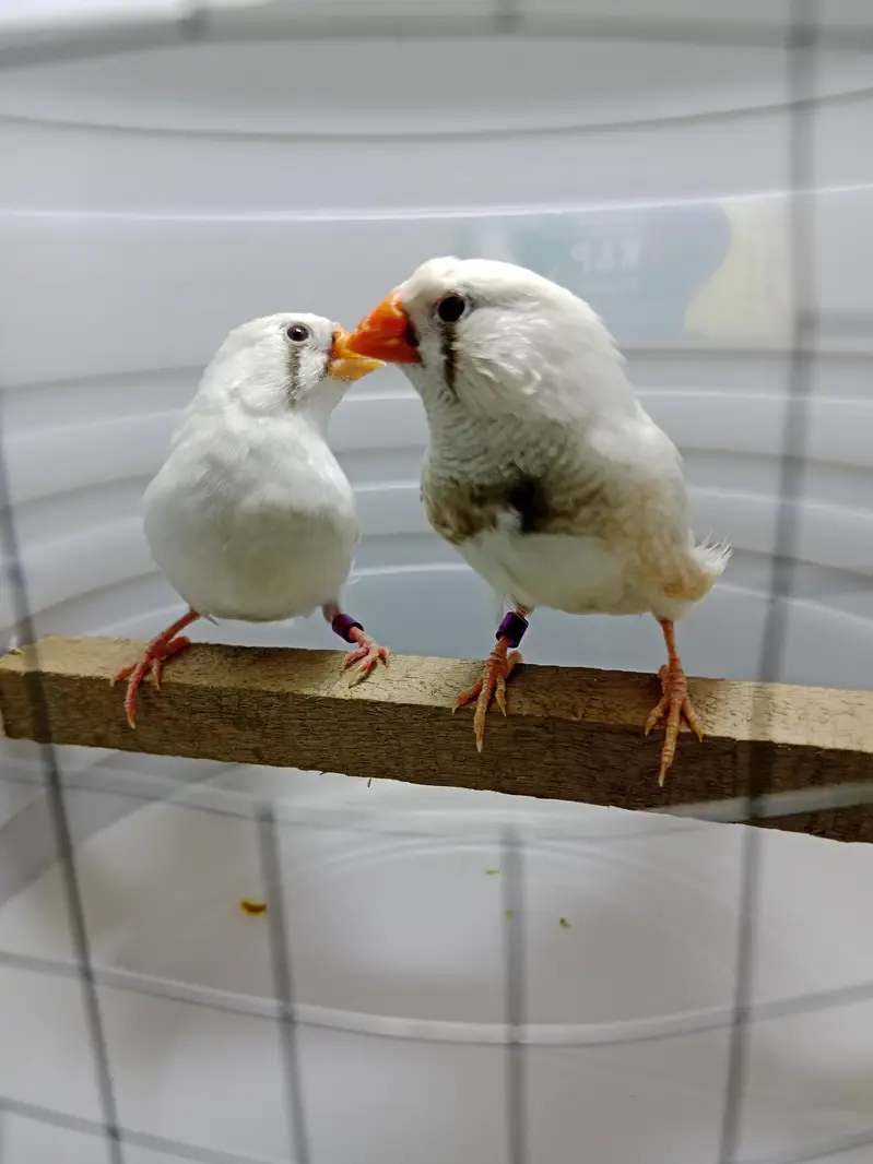 zebra finches — photo 3