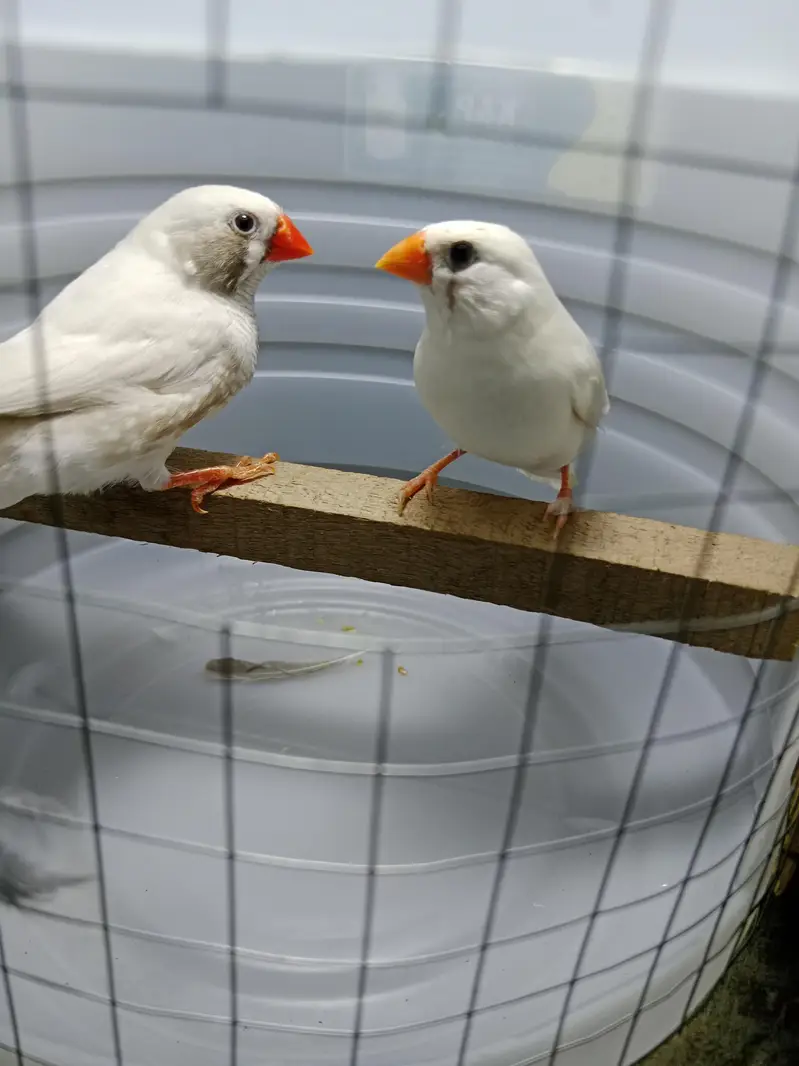 zebra finches — photo 4