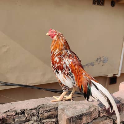 high quality i murga WhatsApp 03105018400