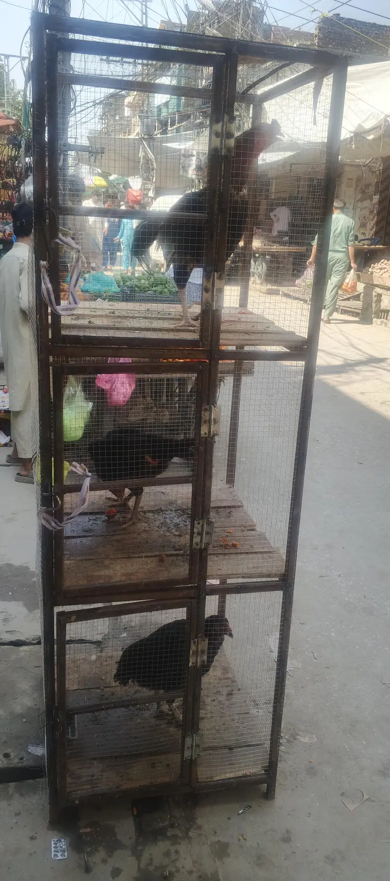 cage for sale whtsap 03361155620 — photo 4