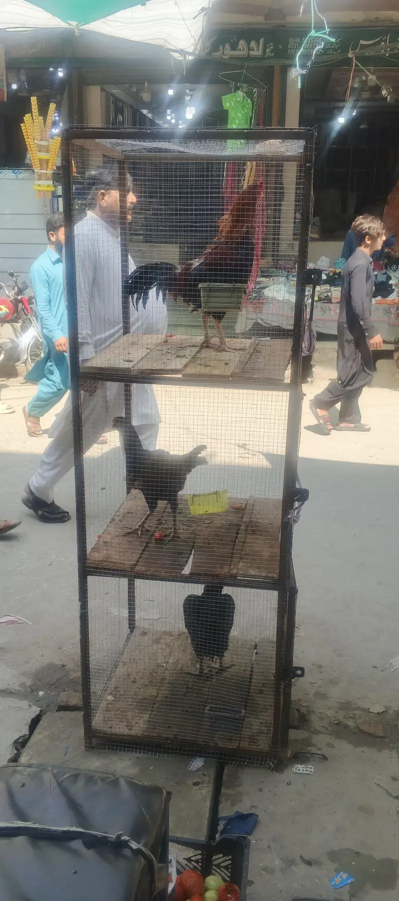 cage for sale whtsap 03361155620 — photo 5