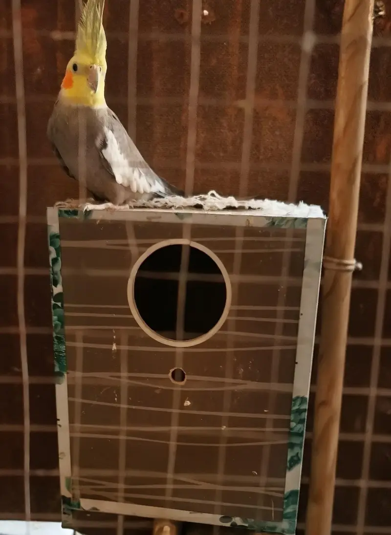 Urgent sale breeding box free — photo 6