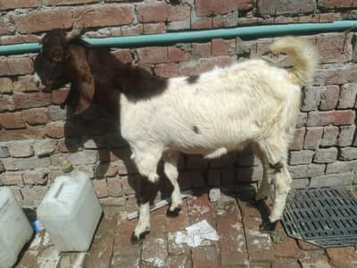 male nawab shah breed