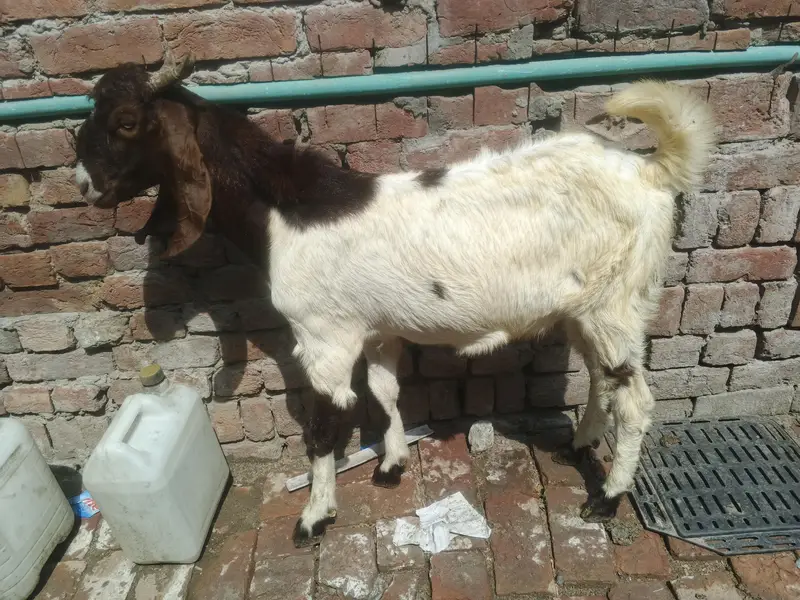 male nawab shah breed