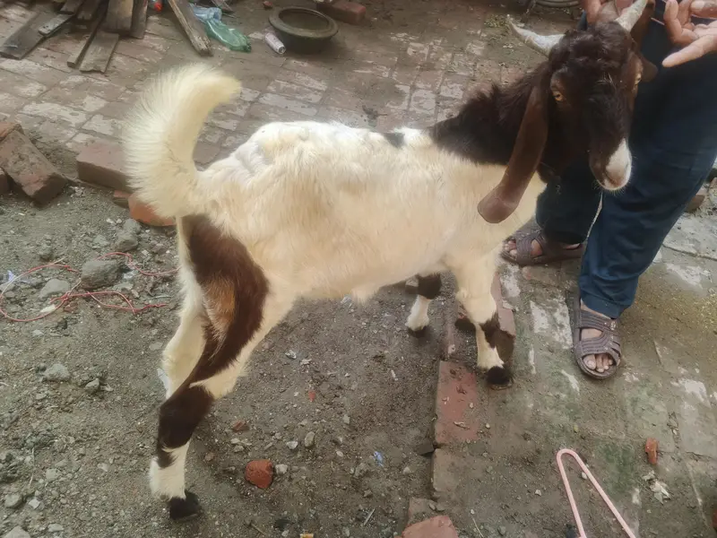 male nawab shah breed — photo 2