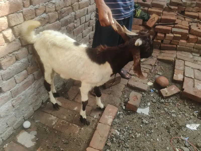 male nawab shah breed — photo 3
