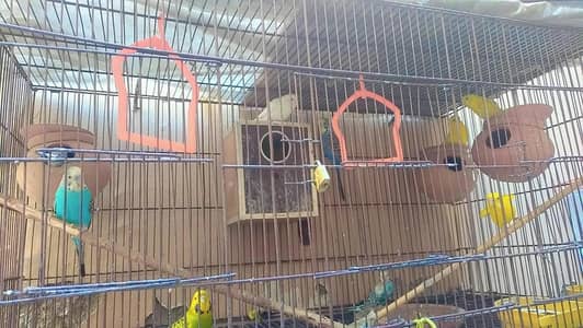 Australian Budgies with Cage -Breeder Pair