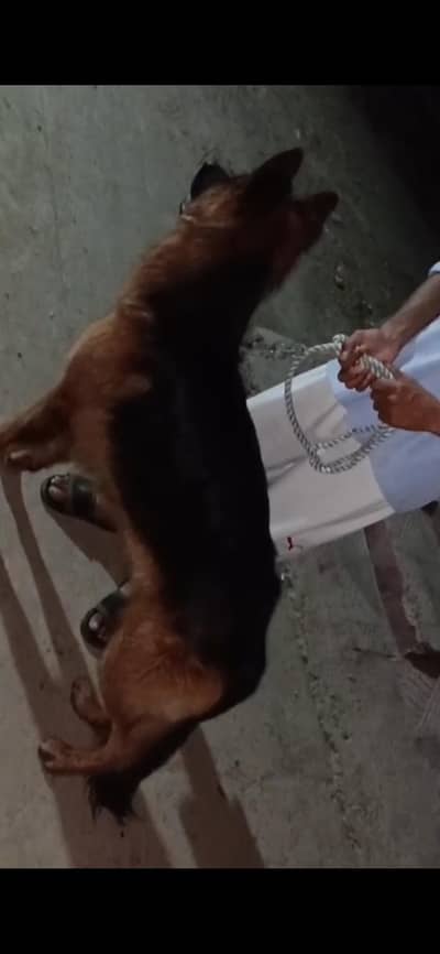 German Shepherd