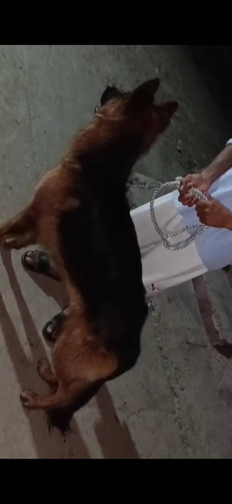 German Shepherd 0