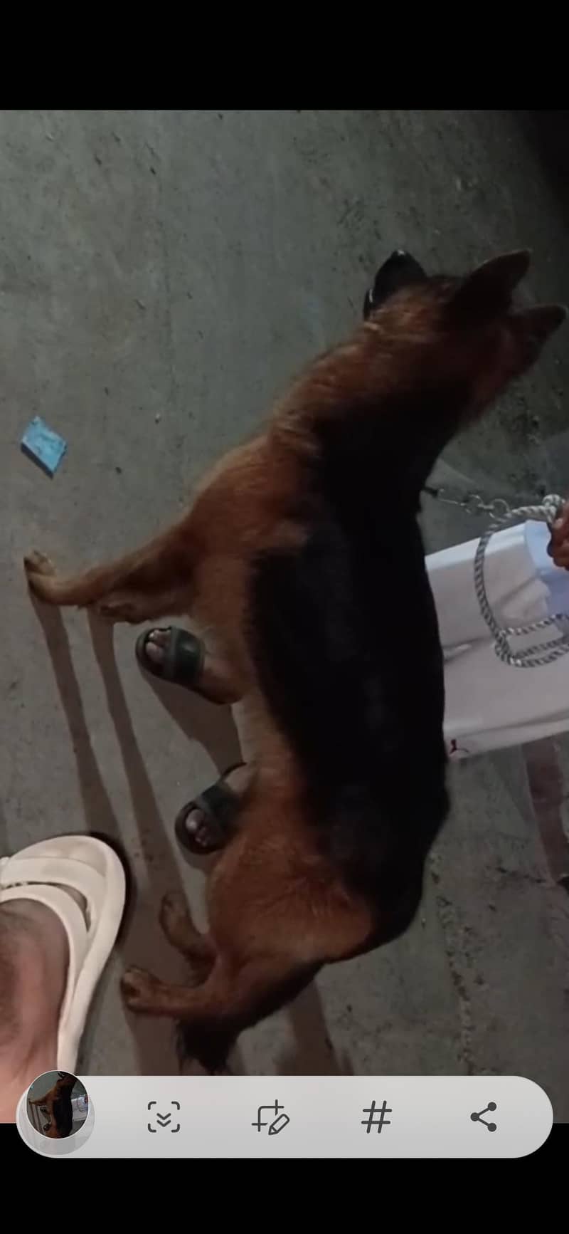 German Shepherd 1