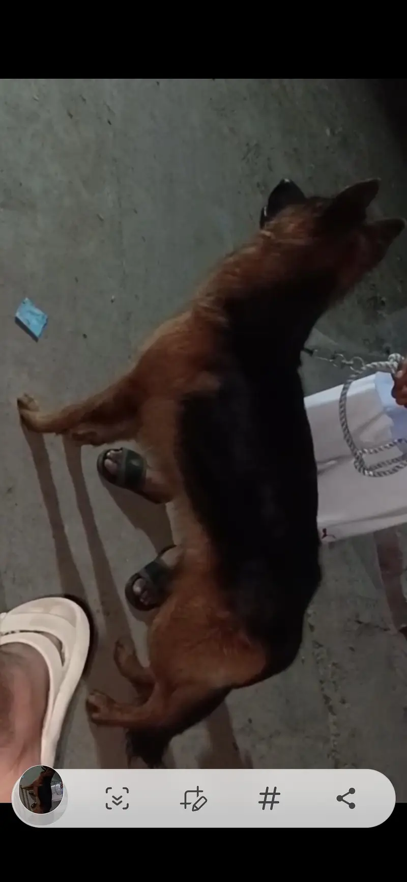German Shepherd — photo 2