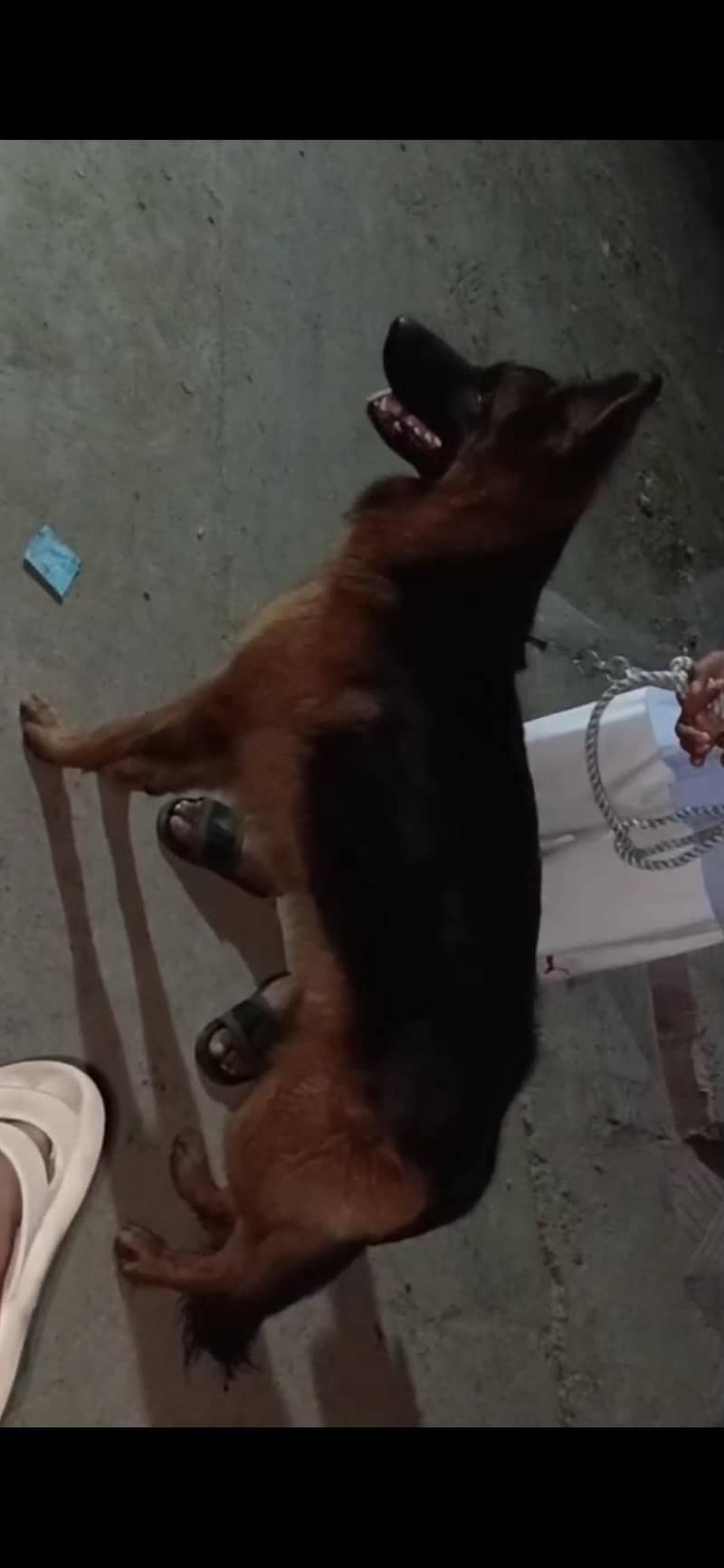 German Shepherd 2