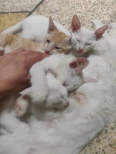 Beautiful white & mixed breed kittens for sale
