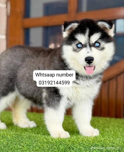 Siberian husky fore sale