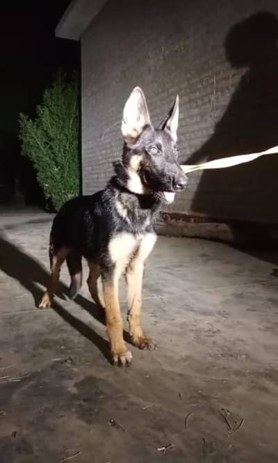 German Shepherd