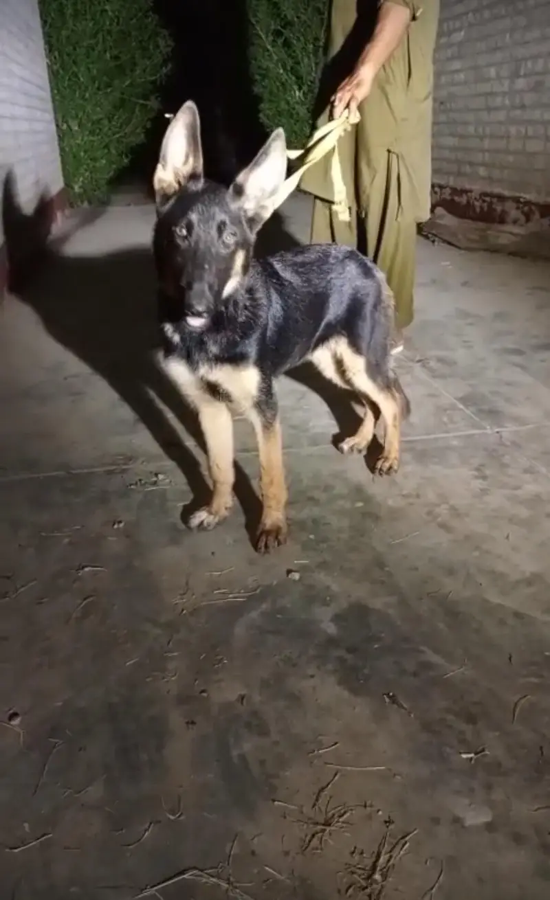 German Shepherd — photo 2