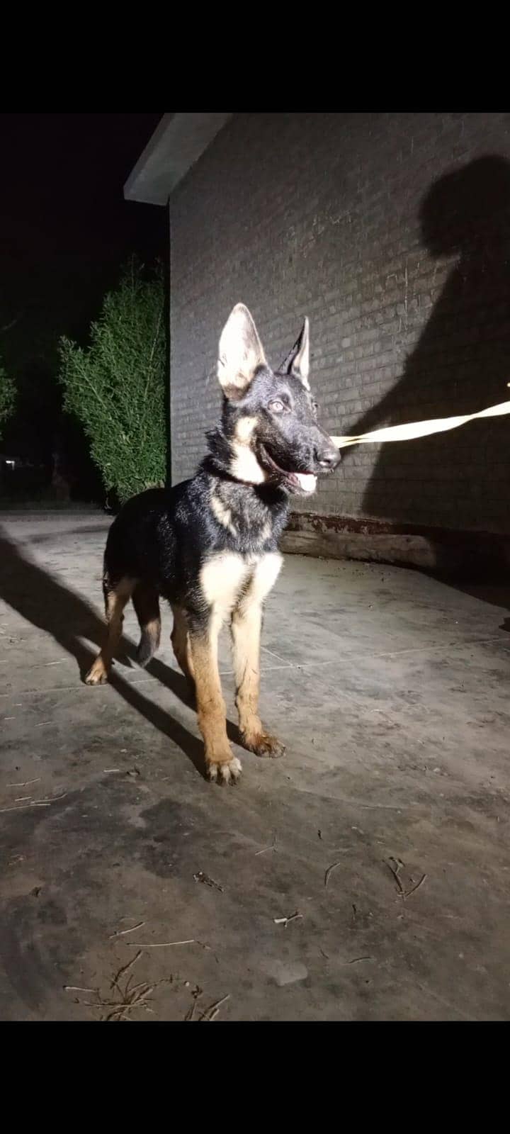 German Shepherd 2