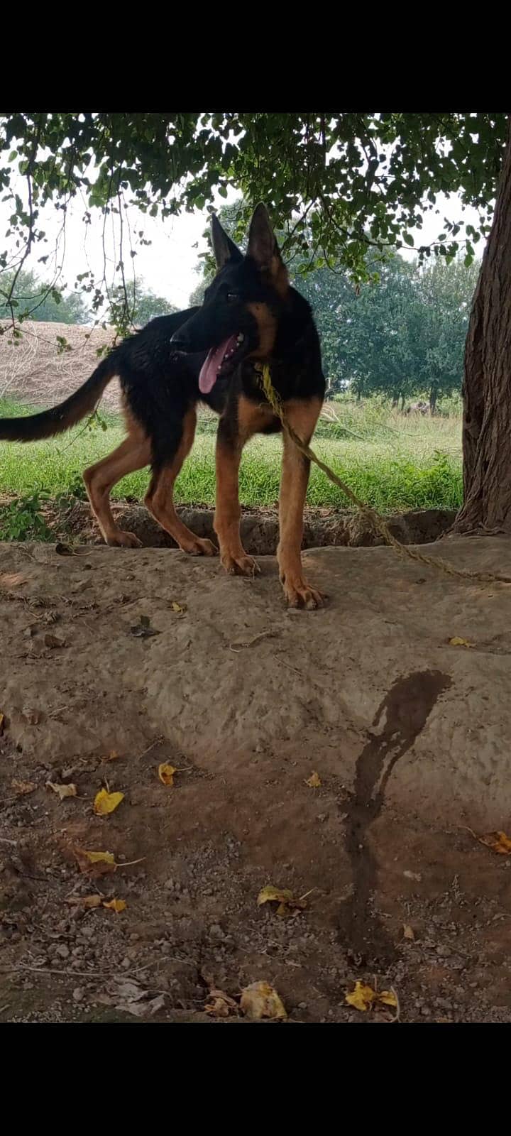 German Shepherd 3