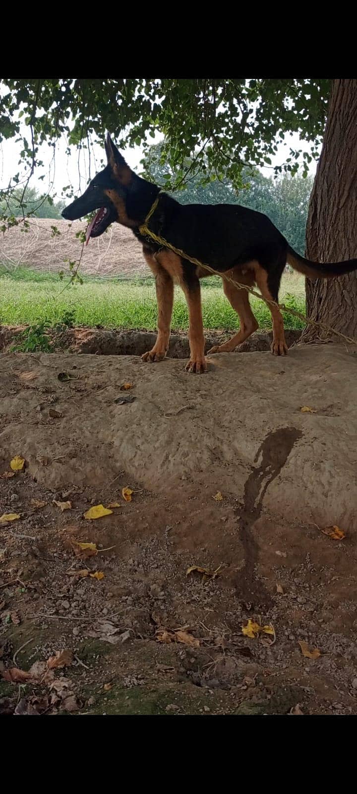 German Shepherd 4