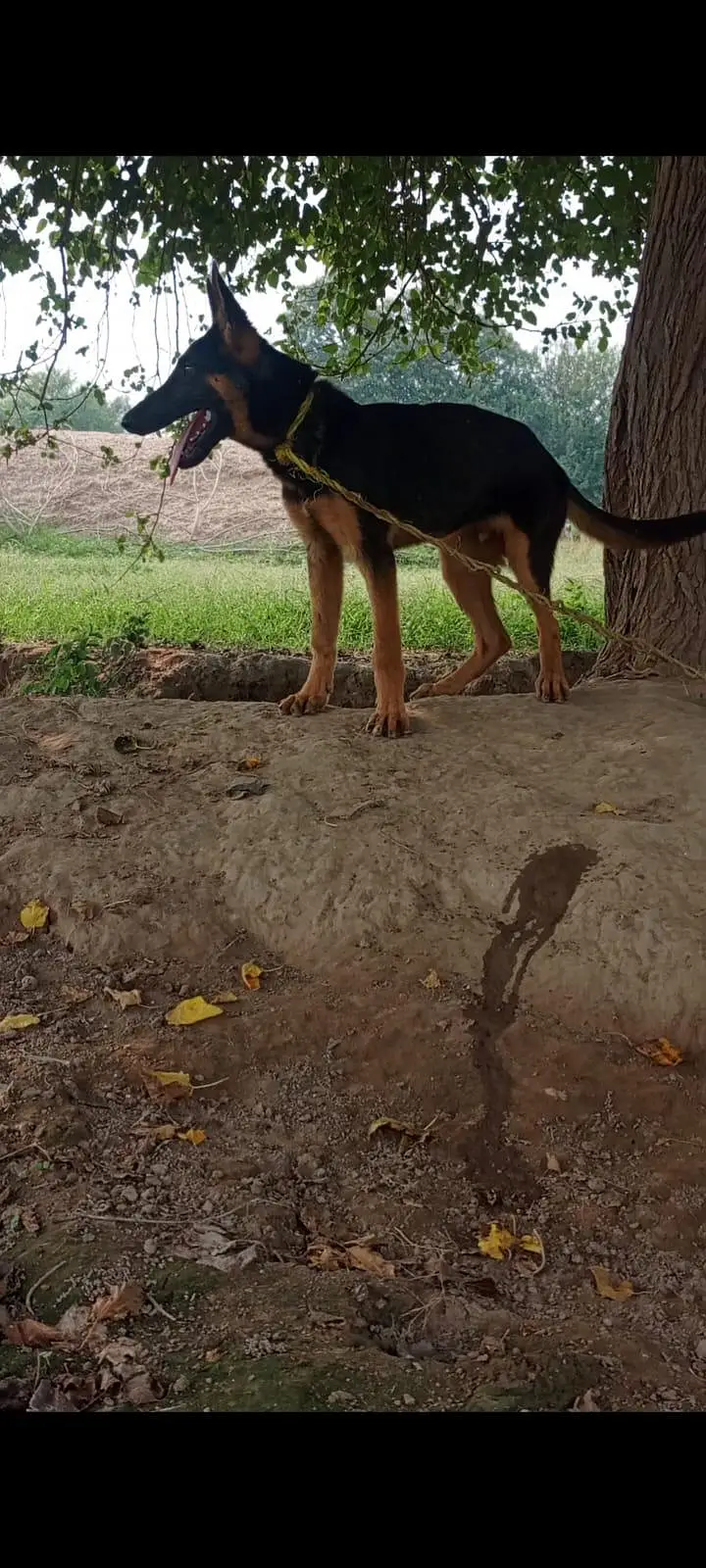 German Shepherd — photo 5