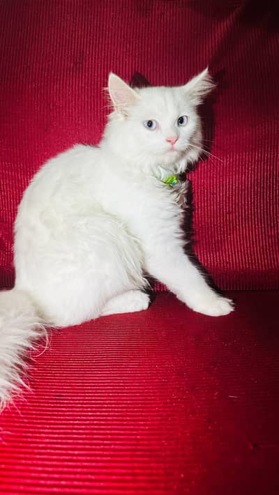 cat for sale