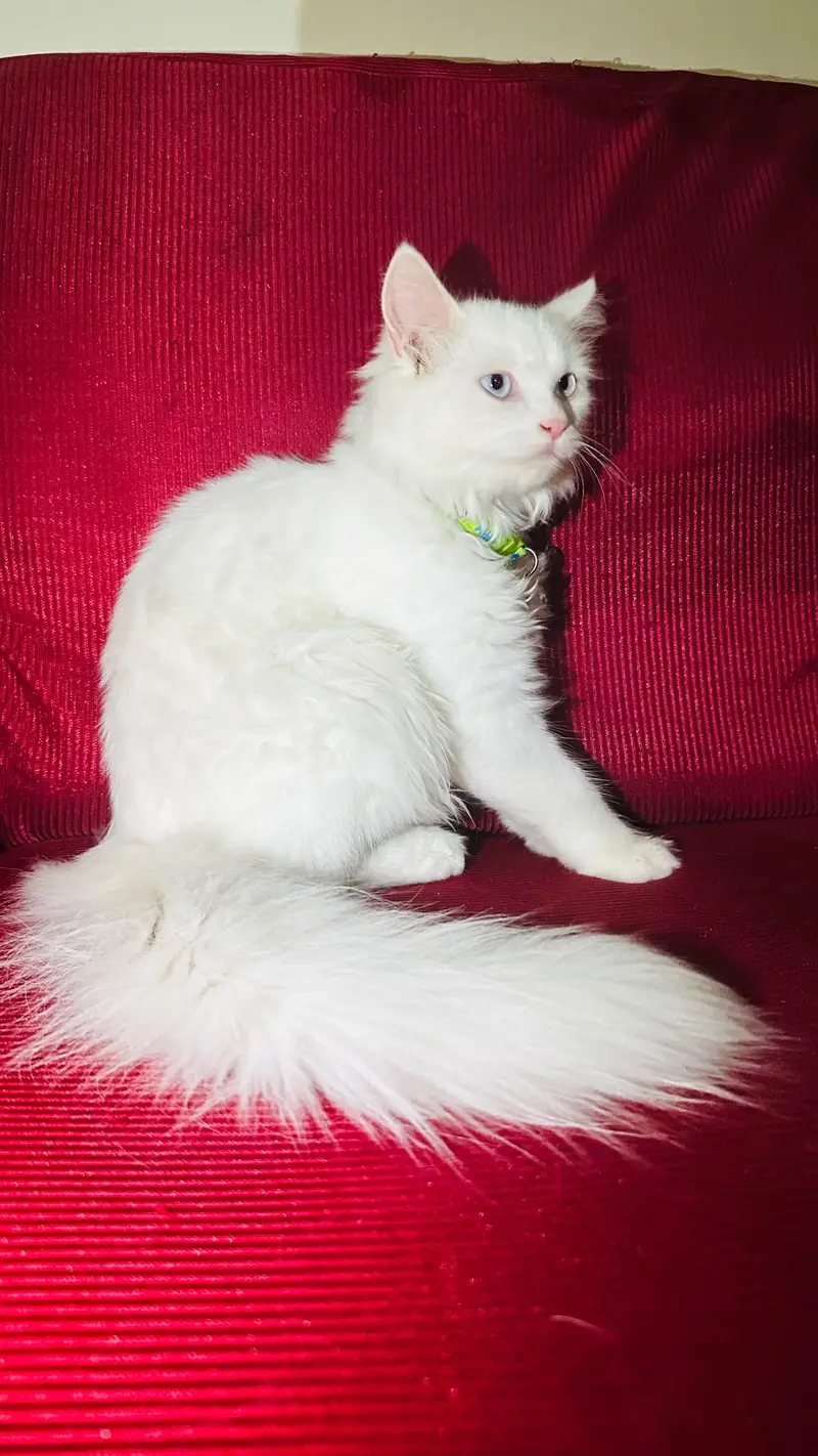 cat for sale — photo 2