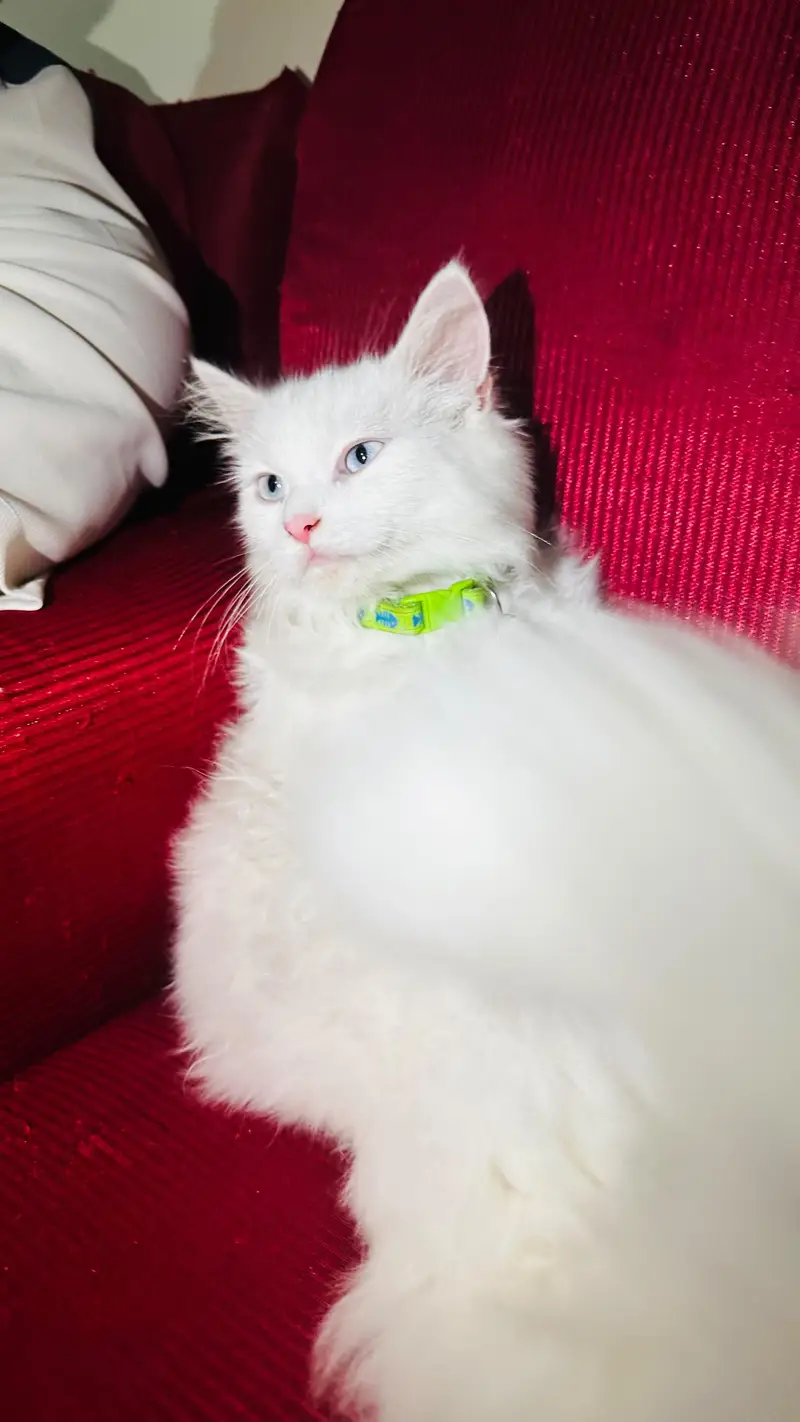 cat for sale — photo 3