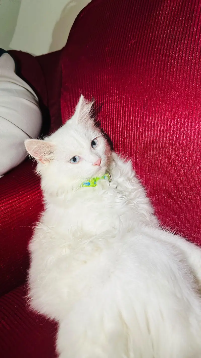 cat for sale — photo 4